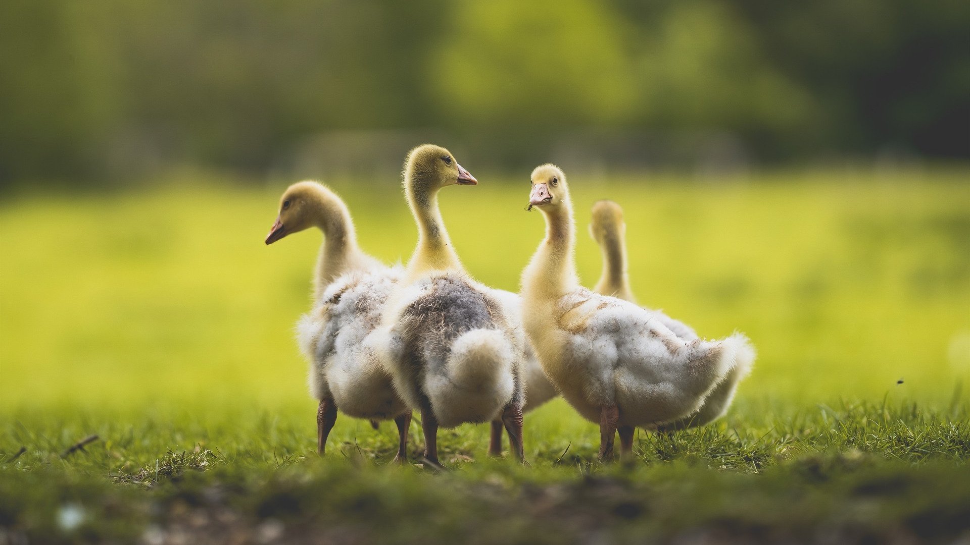 撕裂天空的拉文，一人改写战局，火箭升空击坠雷霆