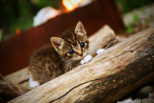绝地反击,佩雷兹关键弯道超越如何改写红牛与哈斯的天平