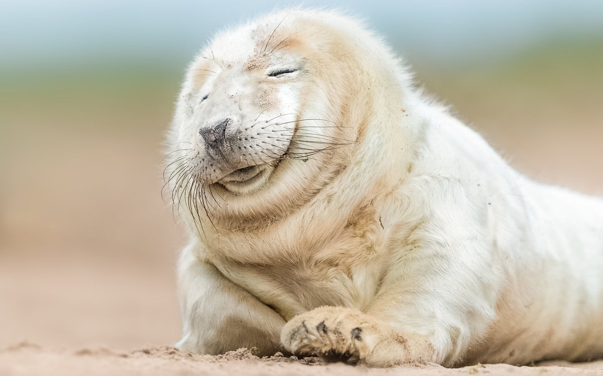 曼联新7号的闪电宣言,奥亚尔萨瓦尔一射定乾坤,埃及之旅提前落幕