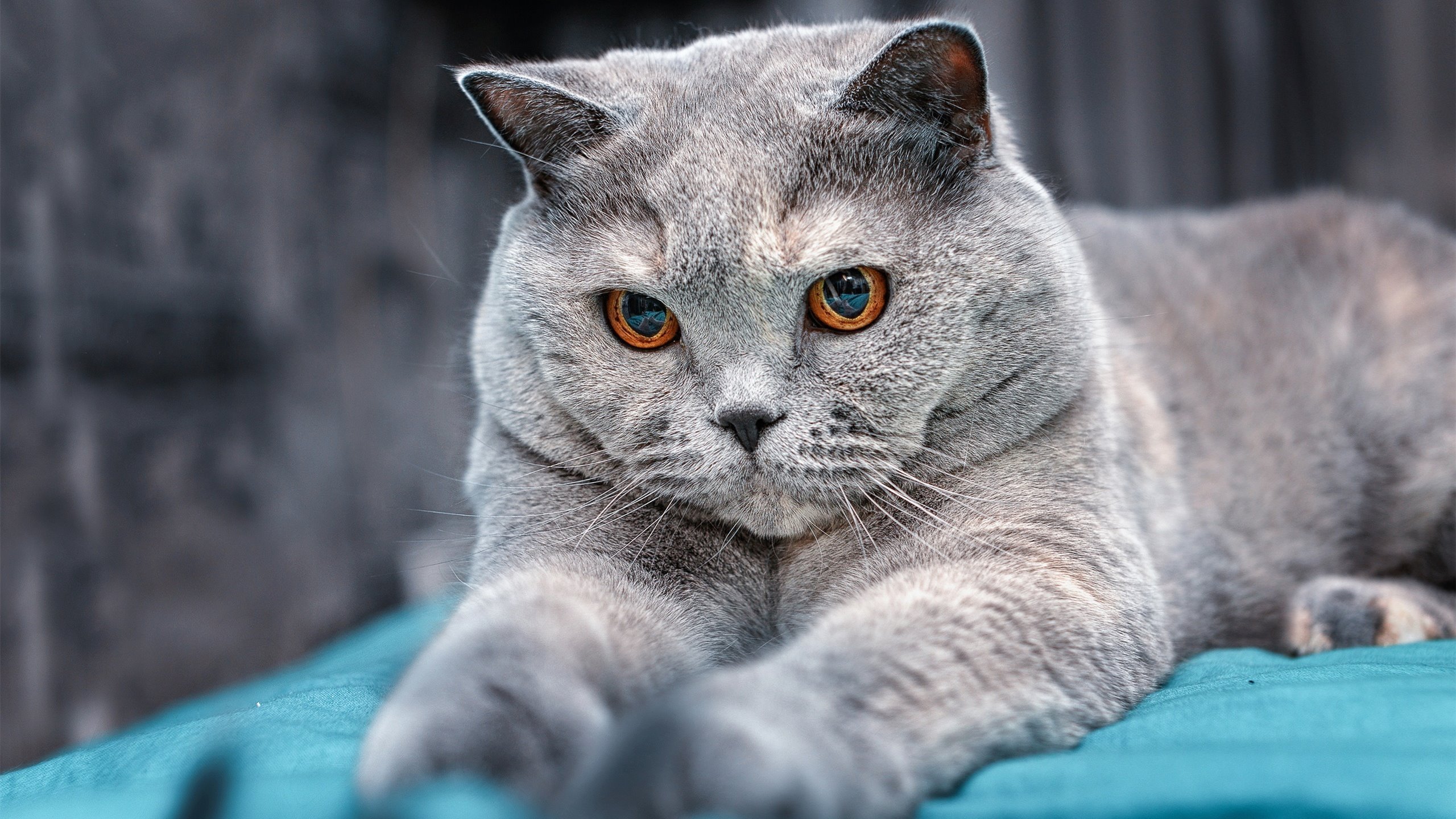 疆场VS赛场,两记惊雷,一种暴烈—集体洪流与孤胆英雄的接管美学