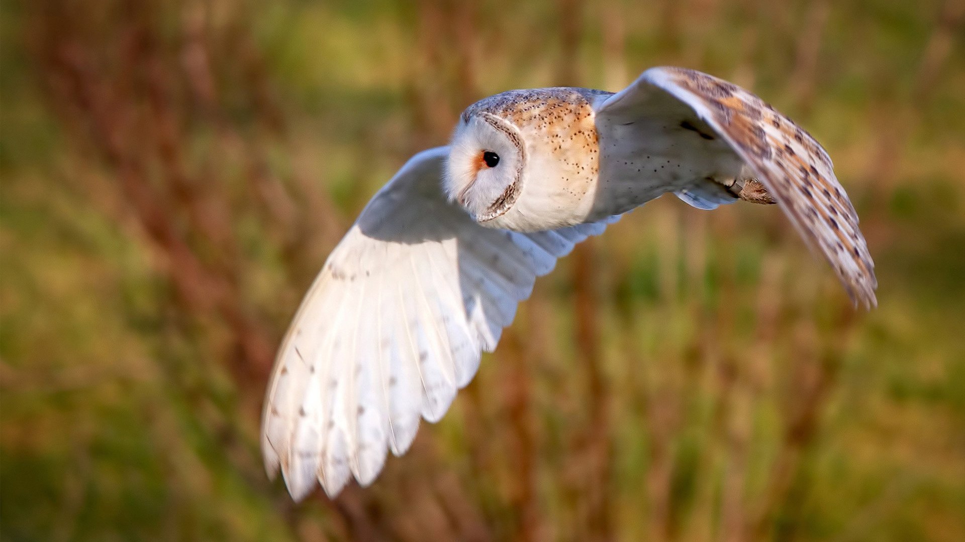 绿意之战,当爱尔兰邂逅巴西,卡塞米罗的舞台法则