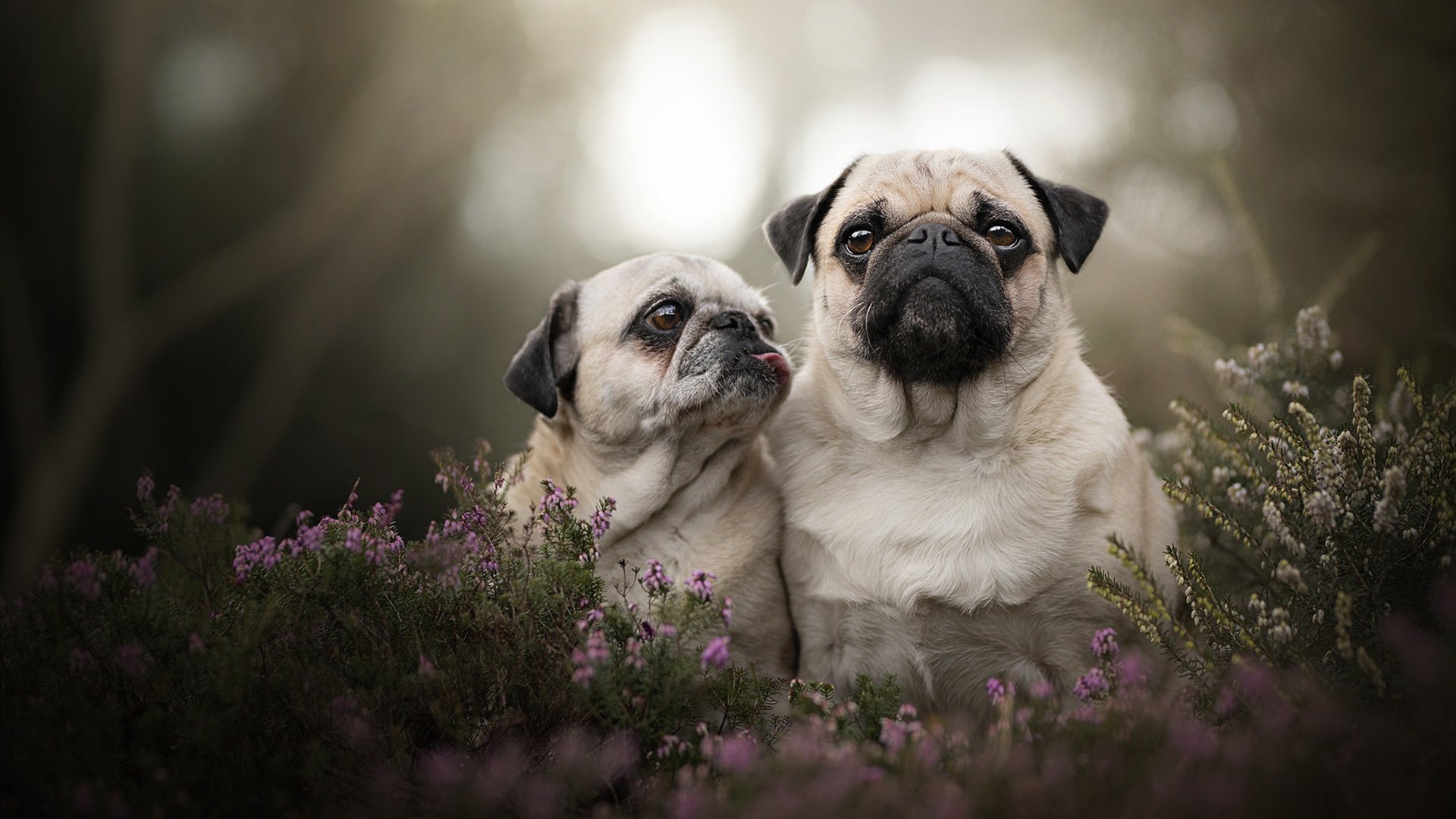 寒夜逆袭！浓眉扛住重压爆发 吉林队战术碾压上海队