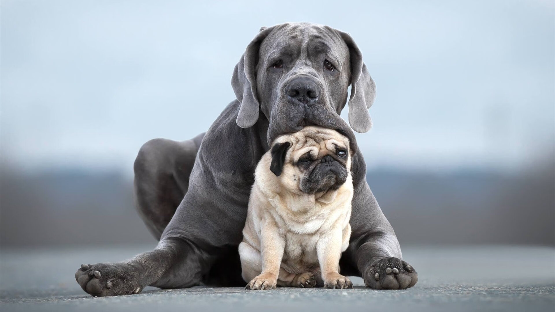 亚洲双响炮,三笘薰闪耀英超,乌拉圭大胜揭示沙特差距