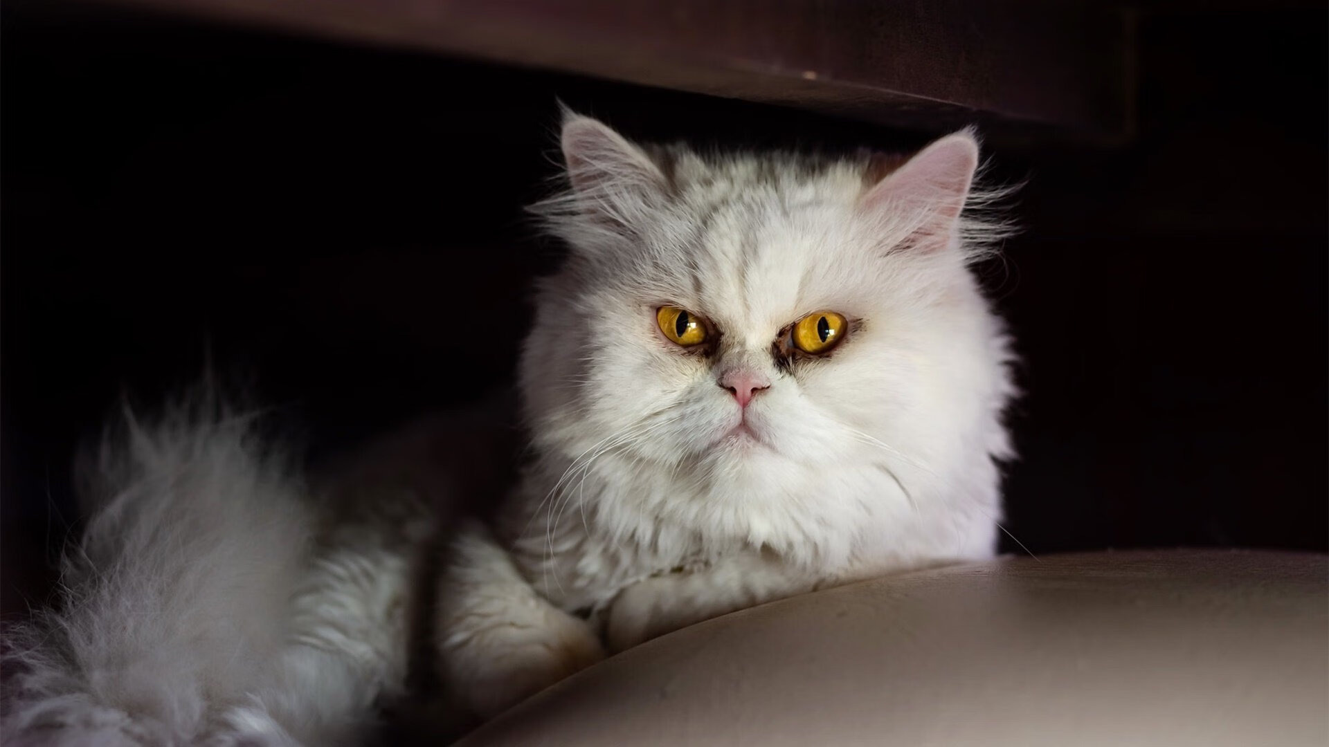 无声惊雷,霍勒迪在NBA季后赛之夜展现被低估的巨星价值