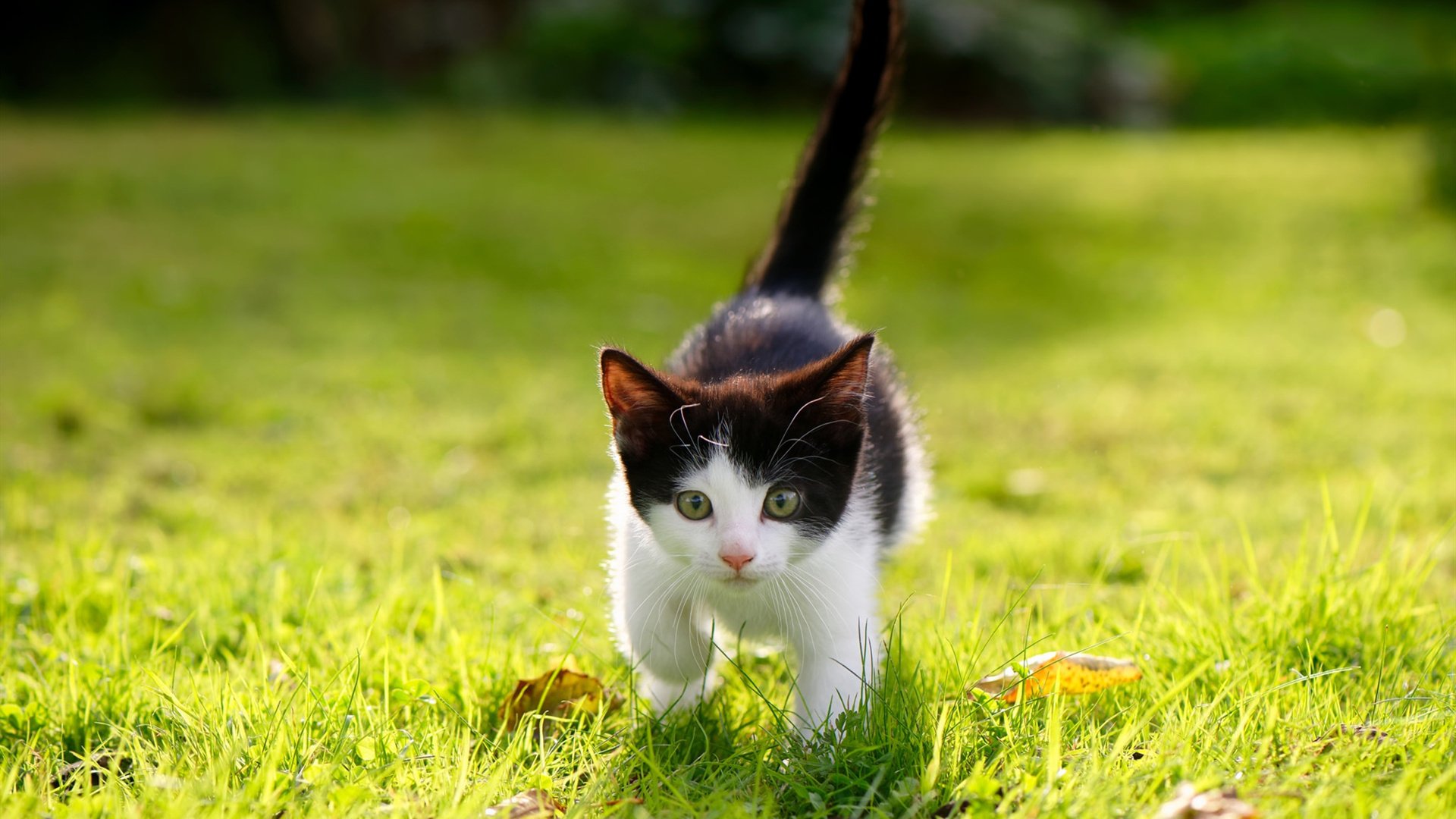 北京队打破旧序，库里拉满评分，现代篮球的灵魂传承