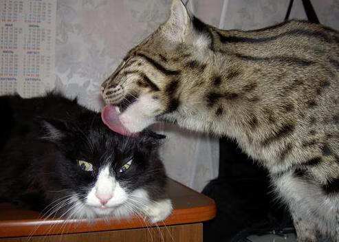 全场高光后的惊心逆袭—雷霆一波流带走胜利