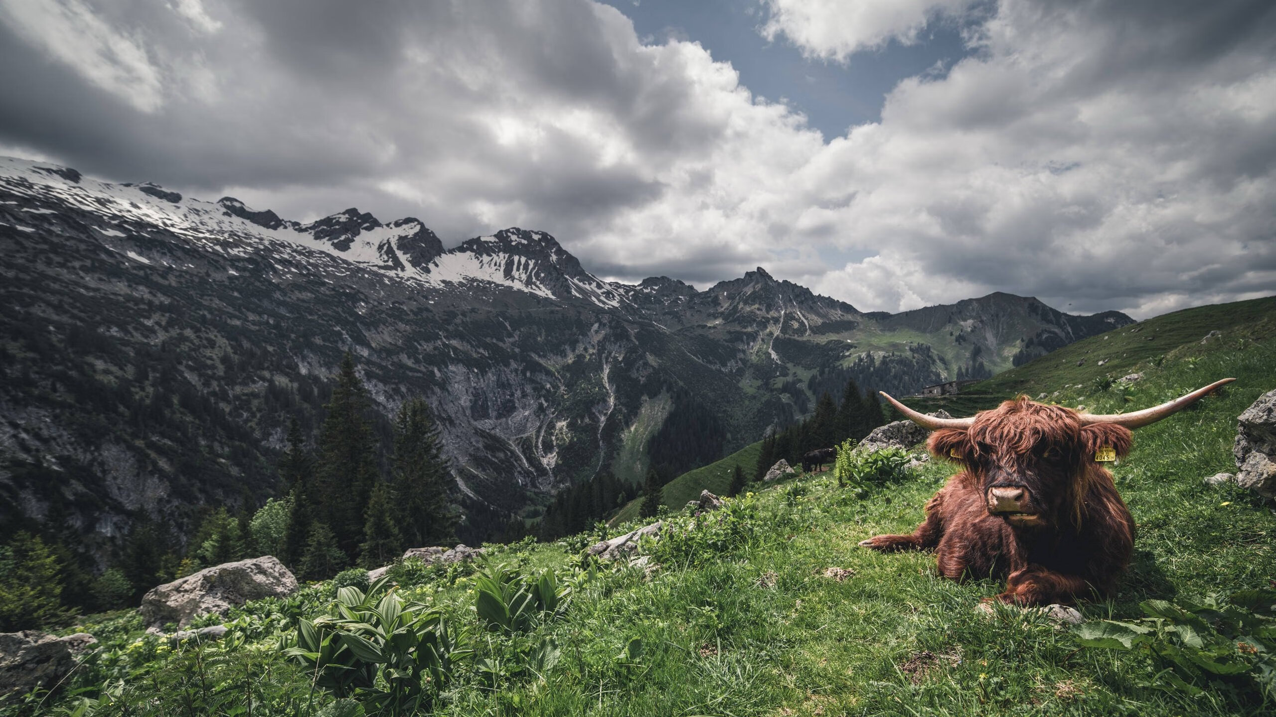 永恒之城，桑巴之魂，维尼修斯一刃封喉