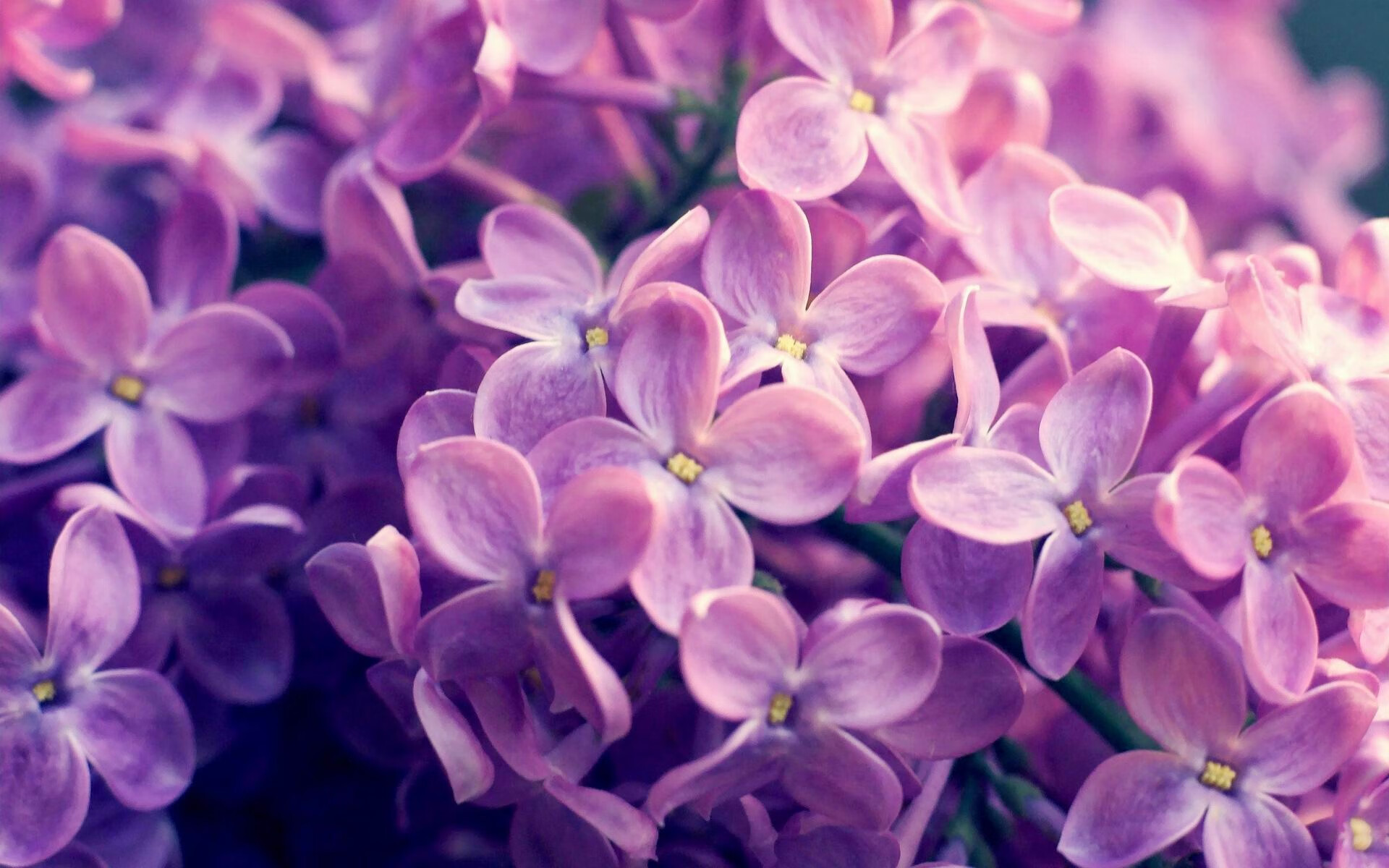 篮球的终极答案，从猛龙击败广厦到东契奇接管奥运关键战